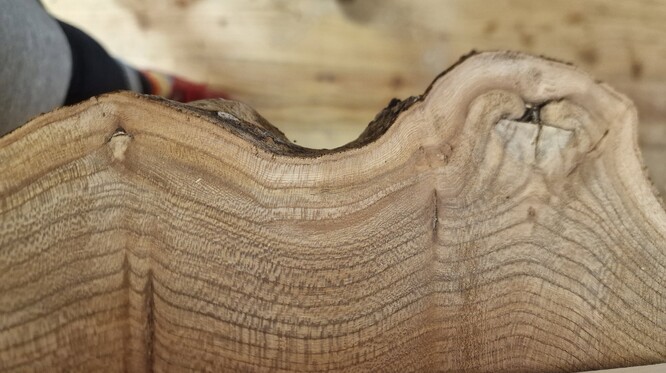 Pokácený jilm, proces kalusení je dokonce ve dvou fázích.  Staré dřevo odříznuté větve má jiné zbarvení a viditelné ohraničení. Bez přístupu vlhka a vzduchu nedochází k rozkladu, ani růstu hub. Je zřejmé, že nátěr by působil nadbytečně.