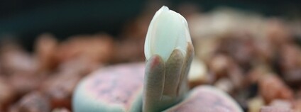 Sukulent "živý kámen" v jižní Africe Foto: Andesine Flickr