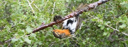 foto: LPO (Ligue pour la Protection des Oiseaux)