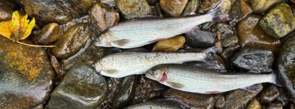 Foto: Asociace vodní turistiky a sportu