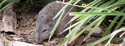 Klokánek krysí Foto: Michelle Bartsch Flickr