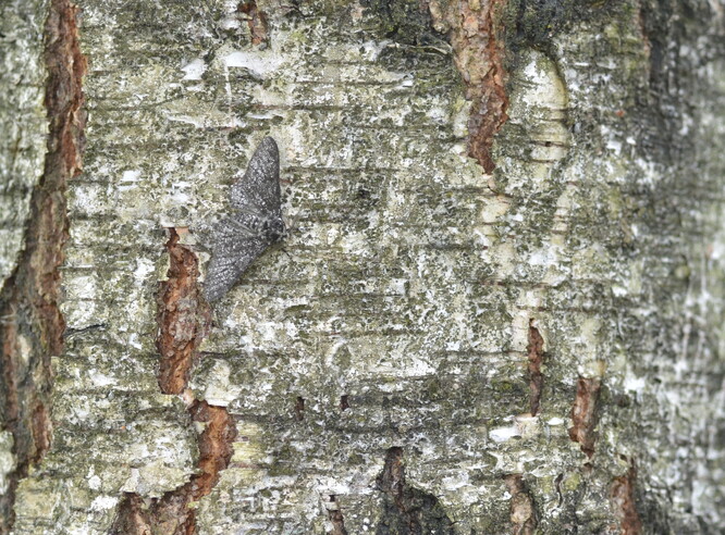 Drsnokřídlec březový na kmeni břízy.