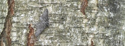 Foto: Gilles San Martin / Flickr