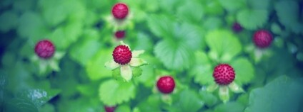 Foto: Hiroyuki Takeda / Flickr