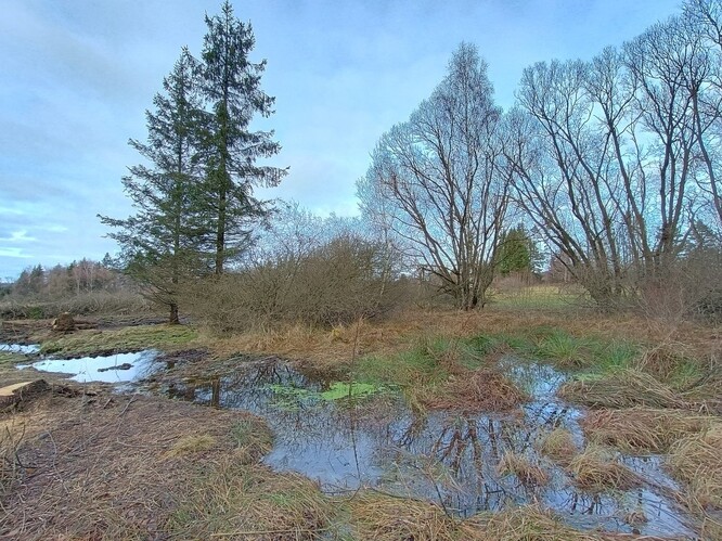 Na Skřivánku - obnova vodního režimu.