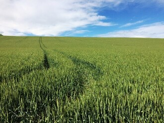 Pohled porovnávající pole s nedozrálým obilím s dřevinami a bez výsadeb dřevin.