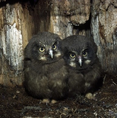 Mladí sýci rousní jsou na rozdíl od mláďat většiny ostatních druhů sov úplní černouškové.