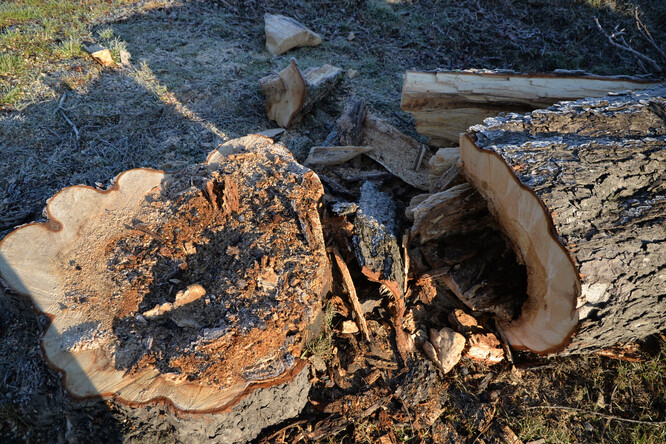 Jírovce jsou poměrně náchylné na různé hniloby – jejich stav a stabilitu je třeba pravidelně vyhodnocovat.