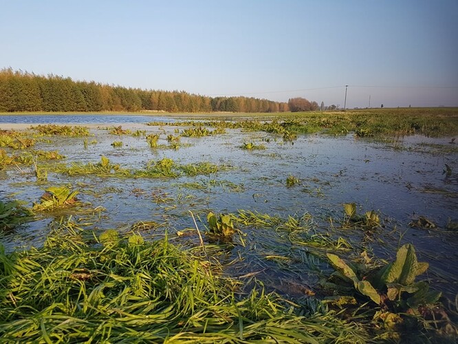 Mokřad v Lysé nad Labem, který se díky aktivitě místních podařilo zachránit před zástavbou. Záchranu zorganizoval jeden ze sousedů.