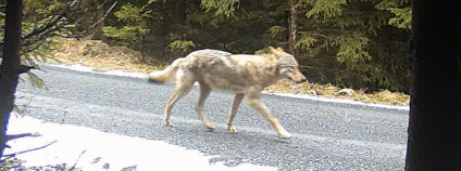 Vlci Foto: Společnost přátel Jeseníků