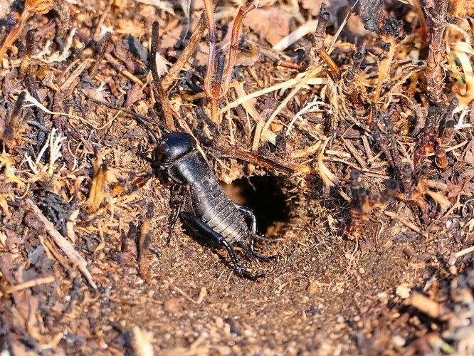 Jakmile oheň přeběhne po lokalitě, cvrčci začnou opět aktivovat u svých nor.