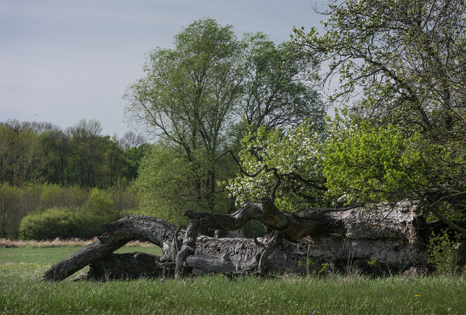 Padlé kmeny odumřelých dubů mají nejen své kouzlo, ale hlavně velmi
důležité místo v přírodě. Na první pohled se sice zdají zcela mrtvé, ve skutečnosti
se ale na ně potravně váže mnoho různých drobných organismů,
zvláště jejich vývojových stadií, často dnes již v naší přírodě velmi vzácných
druhů. Přesto jsou mezi odumřelými kmeny rozdíly. Mnohé z nich,
lysé a rozbrázděné chodbami larev tesaříka obrovského, zešednou, běl jim
ztvrdne a zpravidla pomalu vyhnívají hlavně od jádra kmenů (na snímku),
jiné vzácněji až zčernají a jejich dřevo na řadu let jakoby zkamení,
a to i ve vlhku uvnitř lesa. Naopak souše, jež zůstanou stát i s kůrovým
obalem nebo se s ním i vyvrátí, se obvykle rozkládají rychleji. Takových
alespoň zčásti „dlouho zahalených“, leckdy po pádu i na kusy roztříštěných
kmenů bývá v luhu méně a patří k nejvíce vyhledávaným organismy
tzv. mrtvého dřeva.