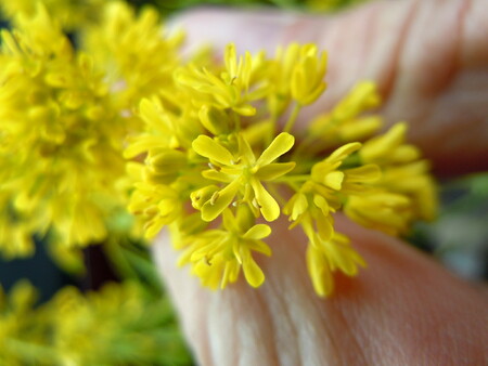 Boryt se v minulosti používal při barvení tkanin, získávalo se z něj modré barvivo, takzvané nepravé indigo. Ilustrační snímek.