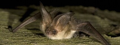 Netopýr dlouhouchý Foto: Jasja Dekker Wikimedia Commons