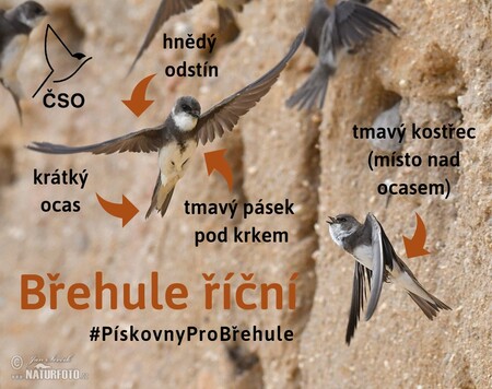 Popis břehule říční.