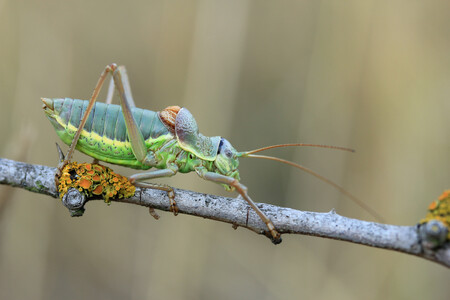 Na výstavě budou k vidění různí živočichové od sekáčů, pokoutníků či vodouchů až po raky, berušky vodní nebo splešťule. V akváriích si návštěvníci budou moci prohlédnout larvy jepic, potápníků a vážek. Kromě běžných druhů ukáže výstava i některé méně obvyklé. K vidění bude také kolekce měkkýšů střední Evropy. Výstava představí 300 druhů bezobratlých. / Ilustrační foto