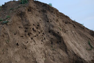 Hnízdiště břehule říční.