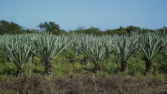 Jedna z mála plantáží Agave fourcroydes.