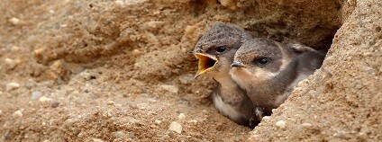 Foto: Česká společnost ornitologická facebook.com