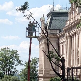 Zelenou cestu do pekel totiž lemují jednak stromy vysazené v místech, kde žádný strom raději růst neměl, jednak kmeny stromů zbytečně pokácených. Na snímku kácení stromu u pražské školy Na Smetance.