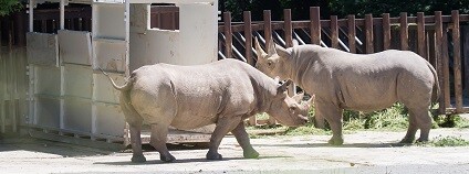 Foto: Simona Jiřičková / Safari Park Dvůr Králové