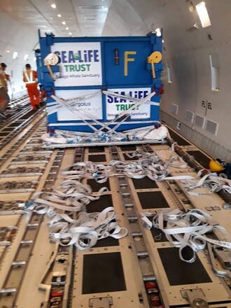 Obě velryby přestály let v pořádku a jsou v dobré kondici.