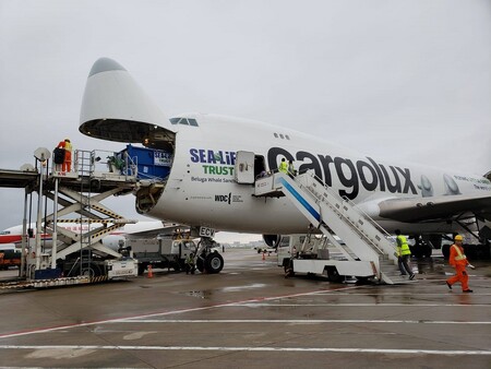 Na Island byly letecky přepraveny dvě běluhy, které doposud bavily obecenstvo v obřím akváriu v Šanghaji.