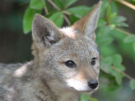 Šakal čabrakový žije v jižní a východní Africe a obývá různorodé biotopy, i když dává přednost sušším otevřeným stanovištím. Žije v párech v přesně vyznačeném teritoriu, které si brání před ostatními jedinci.