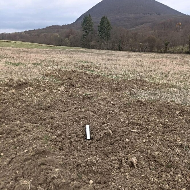 Škody od černé zvěře na louce.