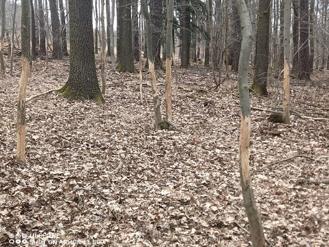 Okus mladých stromků.