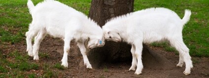 Foto: Toulcův dvůr