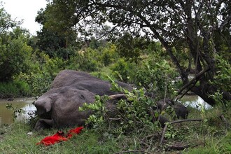 Slonici museli veterináři utratit.