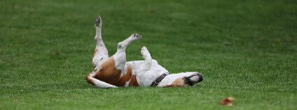 Foto: René Ondroušková ú Facebook Čelakovského sady a Národní muzeum