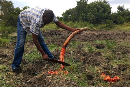 Z mrtvého těla je potřeba odstranit kly, aby se nedostaly do rukou obchodníků se slonovinou.