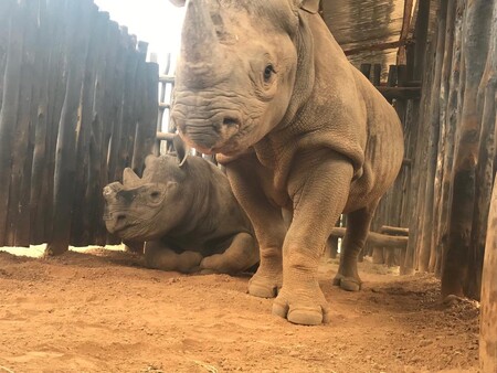 Pětice vzácných nosorožců černých, která do Rwandy dorazila ze zoologické zahrady ve Dvoře Králové, byla vypuštěna do větších výběhů, kde je přirozená vegetace.