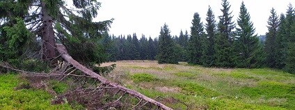 foto: LIFE Corcontica - život pro krkonošské louky / facebook.com