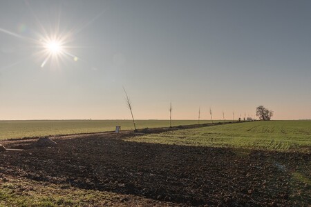 Chcete na podzim vysadit stromy? Nejvyšší čas sehnat si na to finance. Ilustrační snímek.