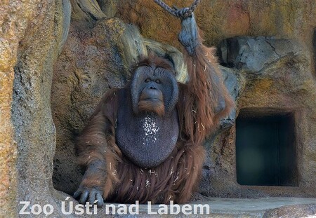 Ňuňák přišel do ústecké zoo v roce 1989 společně se samicí Ňuninkou jako asi dvouleté mládě.