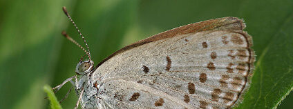 Pseudozizeeria maha Foto: Laitche / Wikimedia Commons