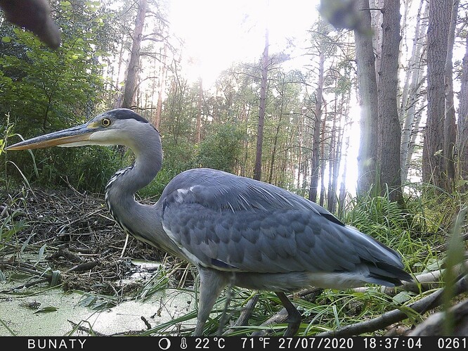 Fotopast na místě činu přistihla i další bytost. Ta však z ničeho podezřelá není.