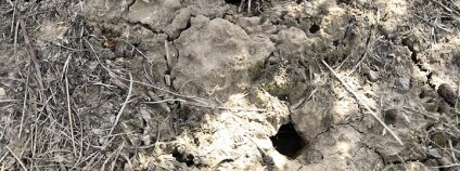 Foto: Sady Starý Lískovec, Ovocnářské družstvo Brno, jablka.cz