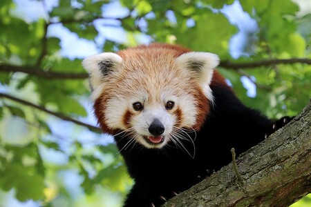 Z plzeňské zoo utekl zhruba tříletý samec pandy červené, což je ohrožený druh. Zahrada požádala veřejnost o pomoc.