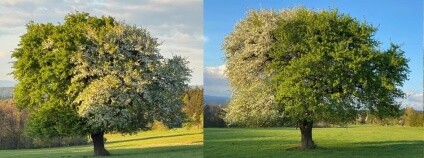 Foto: Zdeněk Špíšek / Stromy pro Moravský kras