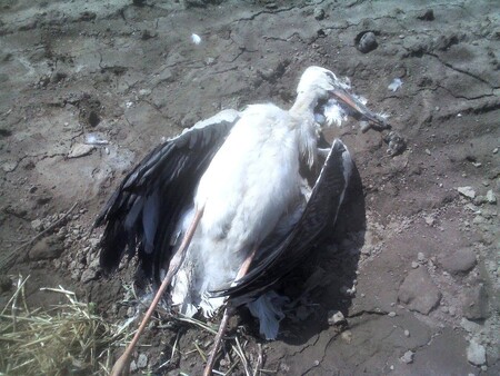 Čápi byli otráveni. Ve voletech, respektive v žaludku čápů byla prokázána přítomnost rezidua fosfidu zinku-fosfanu. Tedy chemických látek, na jejichž bázi funguje rodenticid Stutox II.