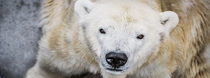 Pražská zoologická zahrada 28.8.2019 musela utratit samici ledního medvěda Boru, dožila se 32 let. V úterý 27.8. prodělala zřejmě druhou mrtvici, po níž ochrnula na pravou část těla a i přes veškerou snahu veterinářů nebyla šance na zlepšení.