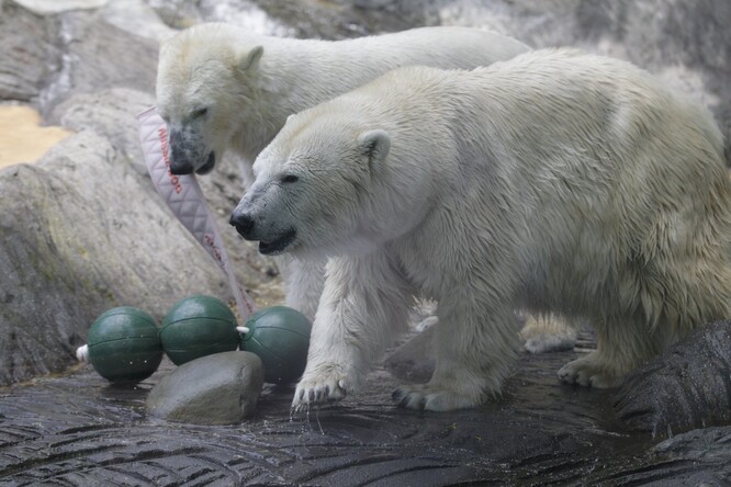 Lední medvědi v pražské zoo.