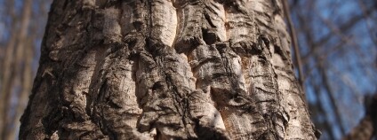 Foto: Bushman.K / Flickr