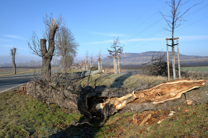 Pokácené kmeny zůstanou na lokalitě, postupným trouchnivěním poskytnou útočiště dalším druhům hmyzu.