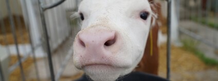 Foto: Výzkumný ústav živočišné výroby