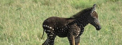 foto: Maasai Mara Wildlife Conservancies Association / facebook.com